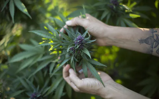 Kenevir Neden Kannabinoid Üretir?