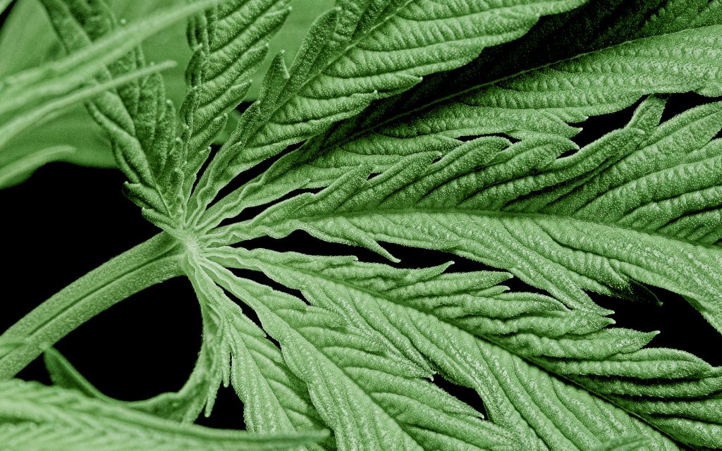 Kenevir thc üretme sebebi
