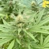 cbd oil sipariş